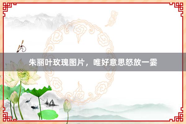 朱丽叶玫瑰图片，唯好意思怒放一霎